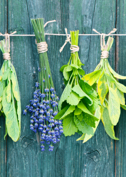 Image for event: Getting into Herbalism